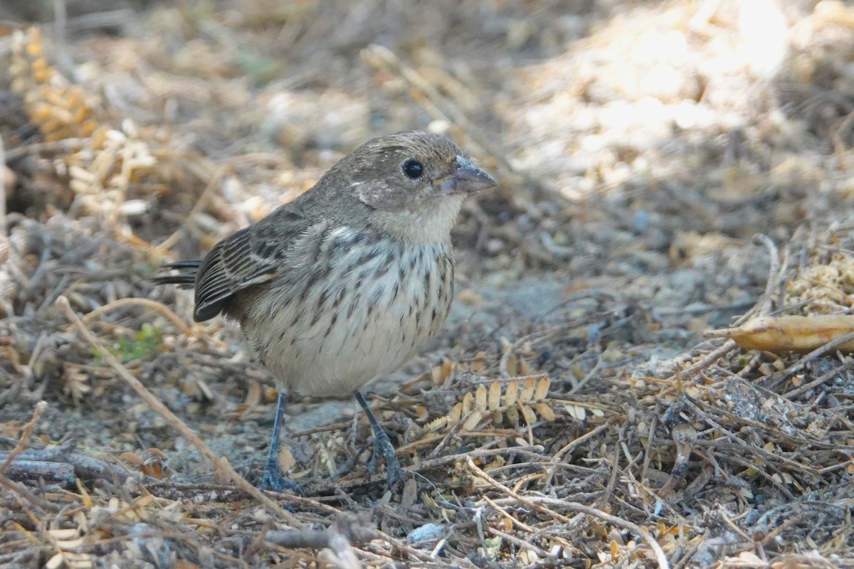 Blue-black Grassquit - ML646924685