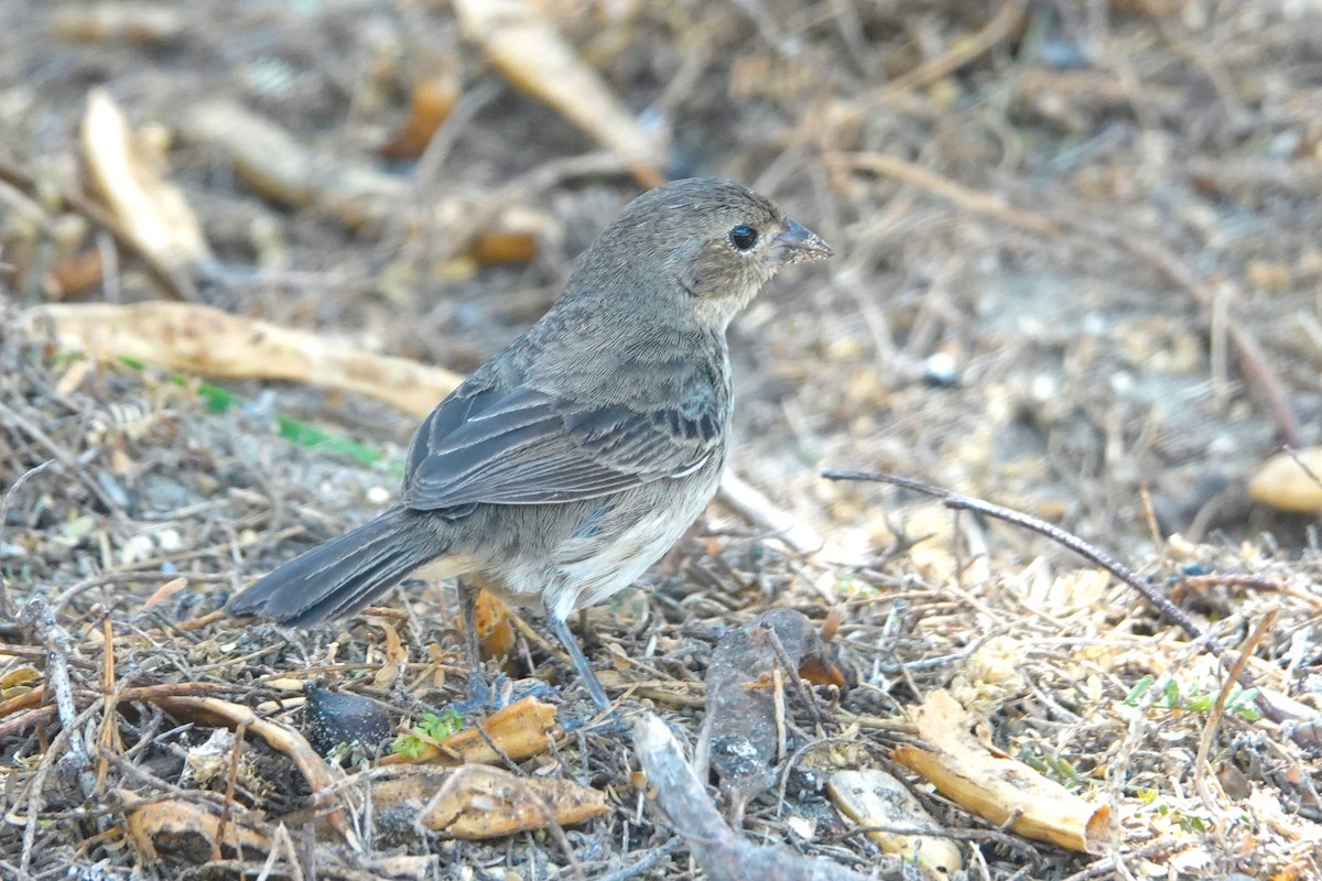 Blue-black Grassquit - ML646924686