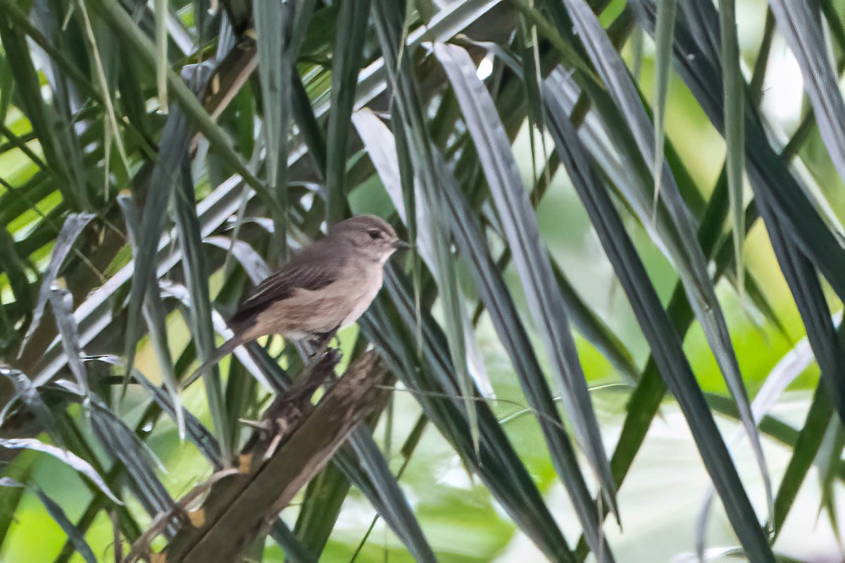 Pale Flycatcher - ML646924691