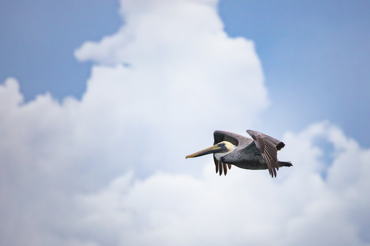 brunpelikan - ML646924693