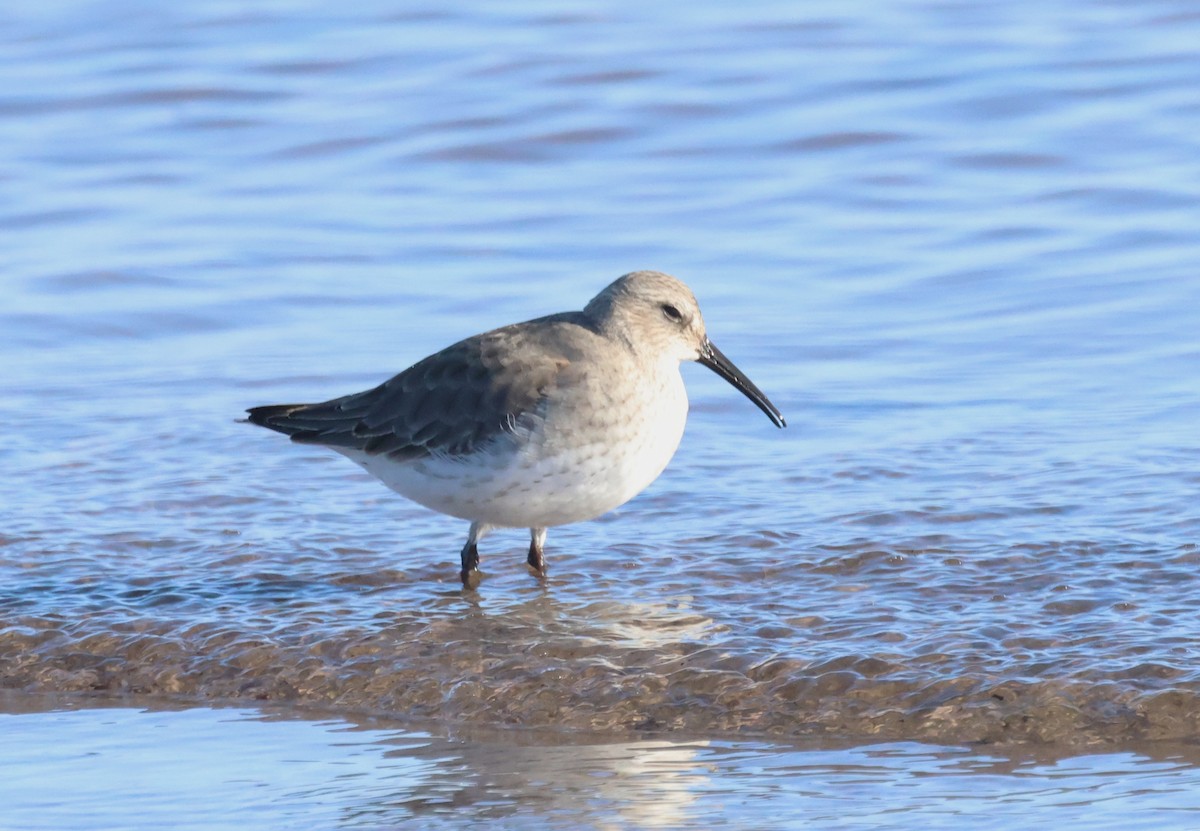 Dunlin - ML646924695