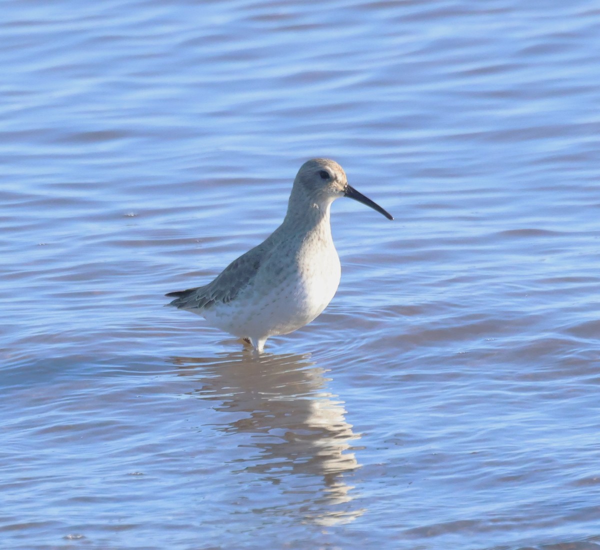 Dunlin - ML646924696