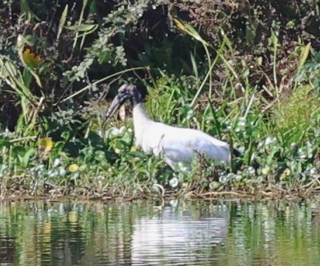 Wood Stork - ML646924706