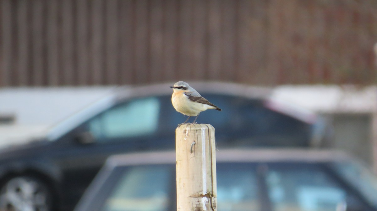 Collalba Gris - ML646924707