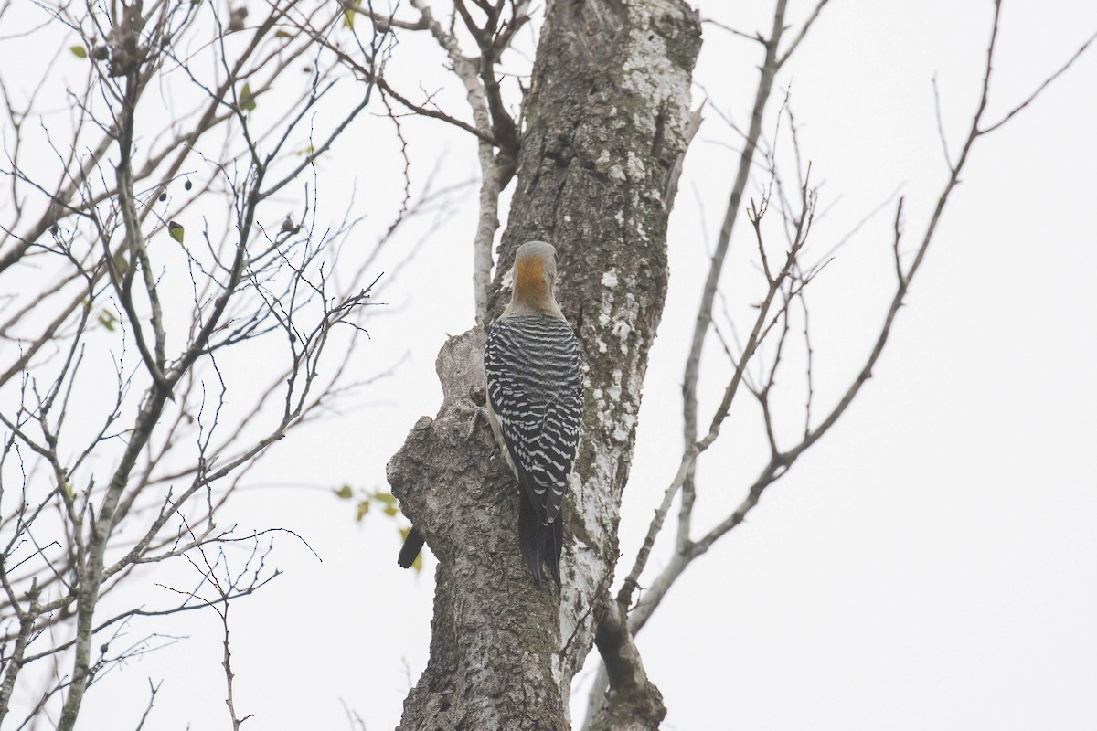 datel zlatočelý - ML646924711