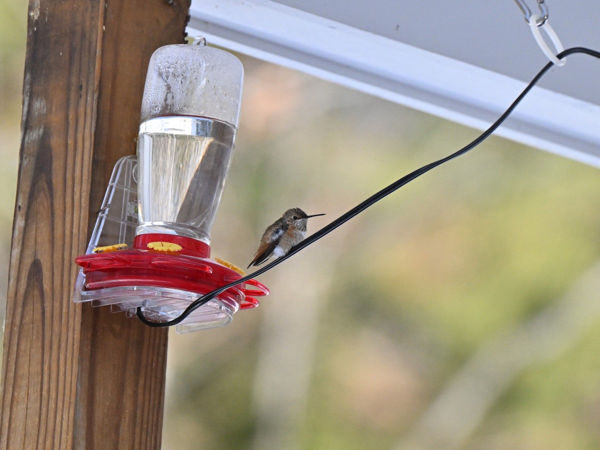 Rufous Hummingbird - ML646924716