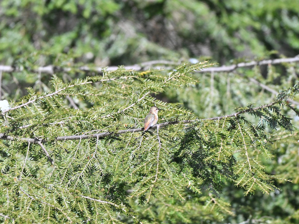 Rufous Hummingbird - ML646924717