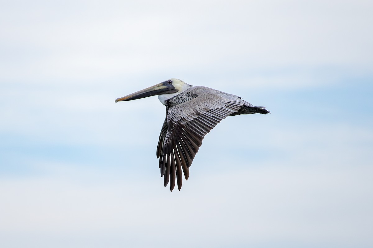 brunpelikan - ML646924718