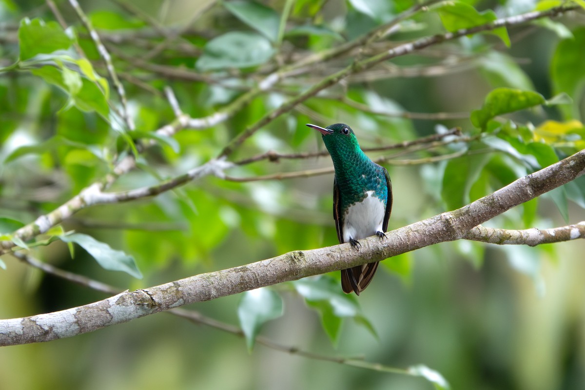 Snowy-bellied Hummingbird - ML646924719