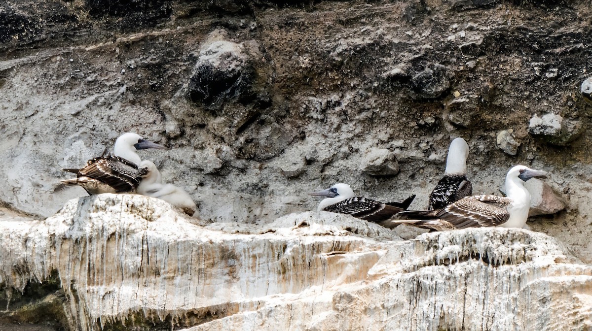 Peruvian Booby - ML646924720