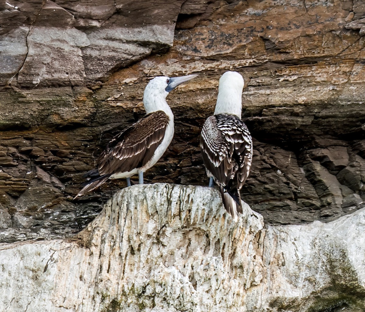 Peruvian Booby - ML646924721