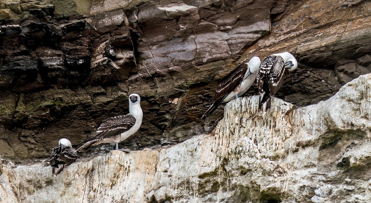 Peruvian Booby - ML646924722