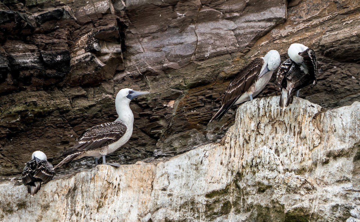 Peruvian Booby - ML646924723