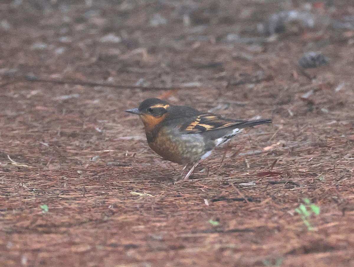 Varied Thrush - ML646924724