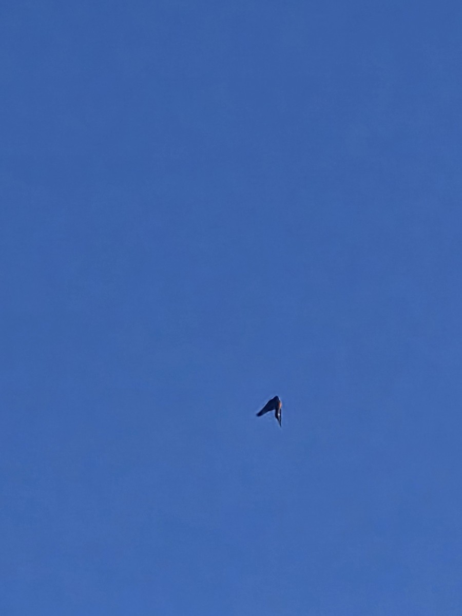 Red-winged Blackbird - ML646924726