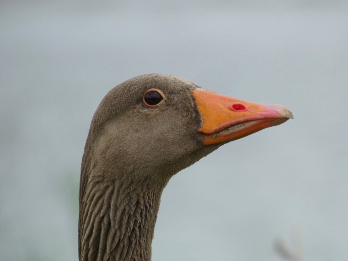 Graylag Goose - ML646924727