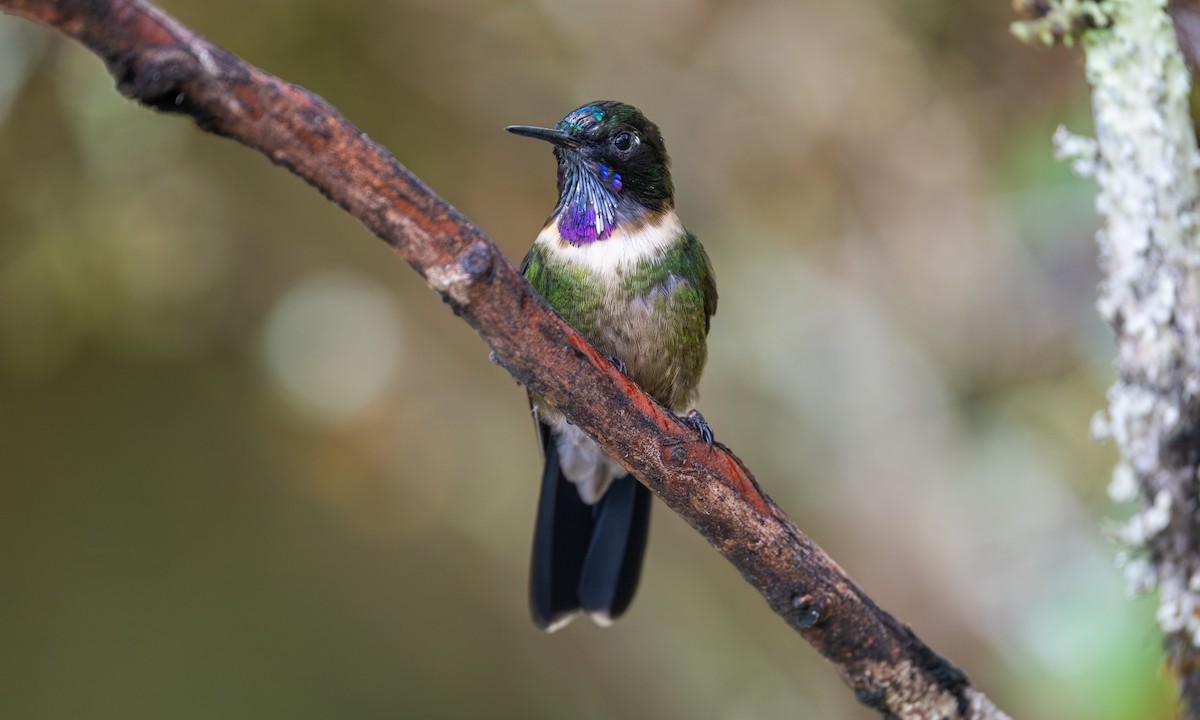 Amethyst-throated Sunangel - ML646924728