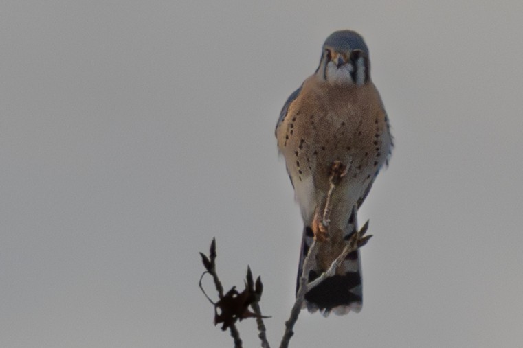 American Kestrel - ML646924729