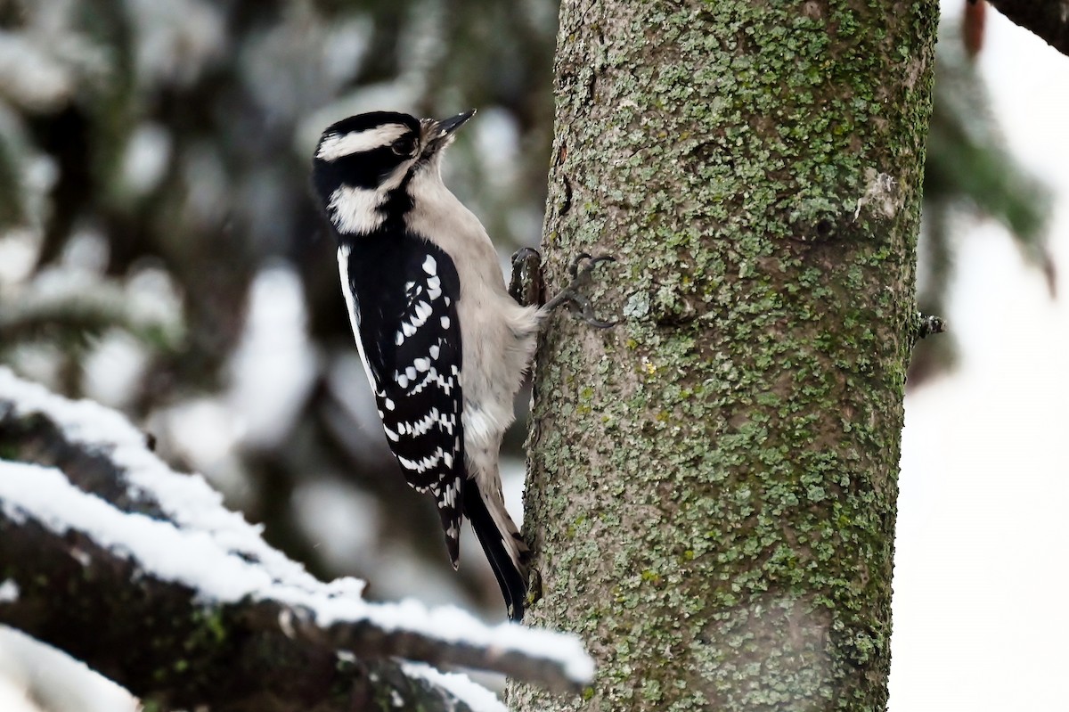 Dunenspecht - ML646924734