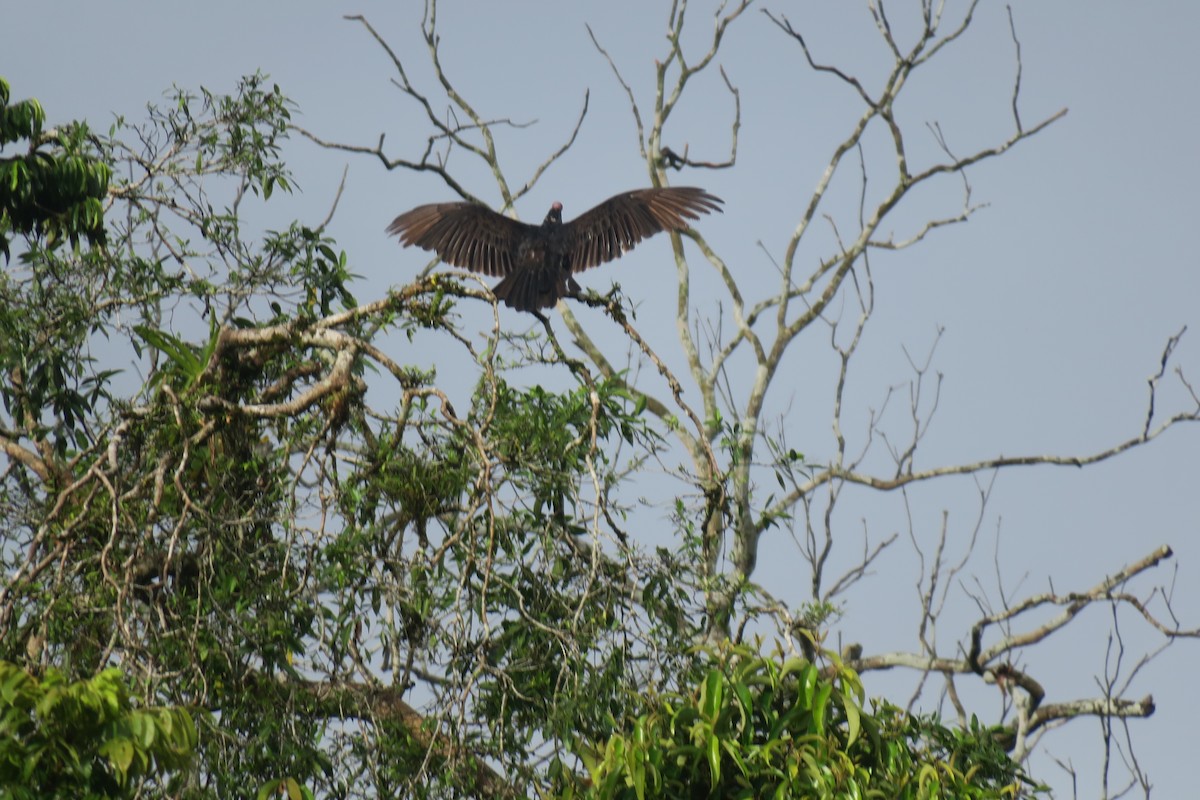 Zopilote indioilarra - ML646924736