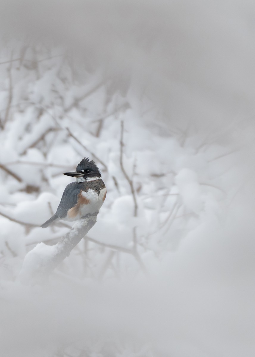 rybařík pruhoprsý - ML646924737