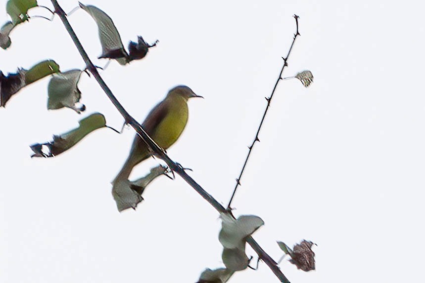 Golden Greenbul - ML646924738