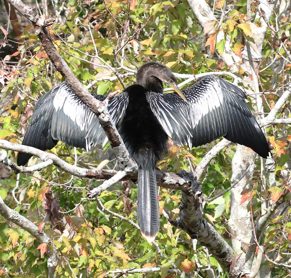 Anhinga - ML646924739
