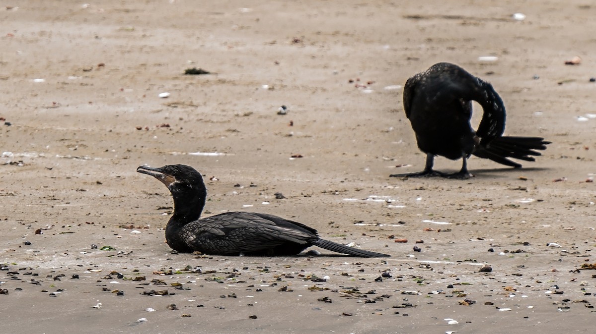 Neotropic Cormorant - ML646924741