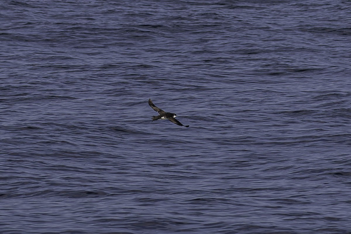 Manx Shearwater - ML646924750