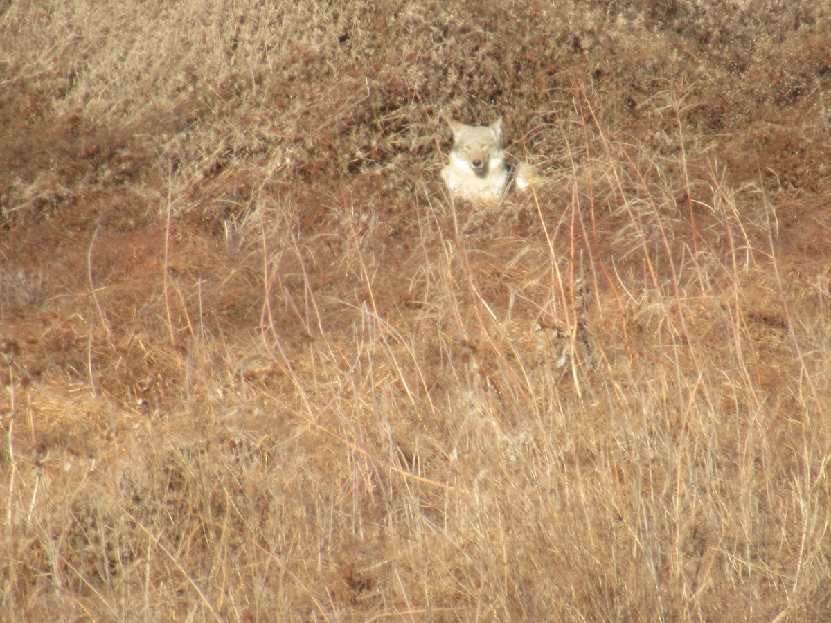 Animals - ML646924755