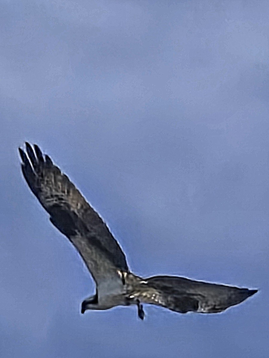 Osprey - ML646924758