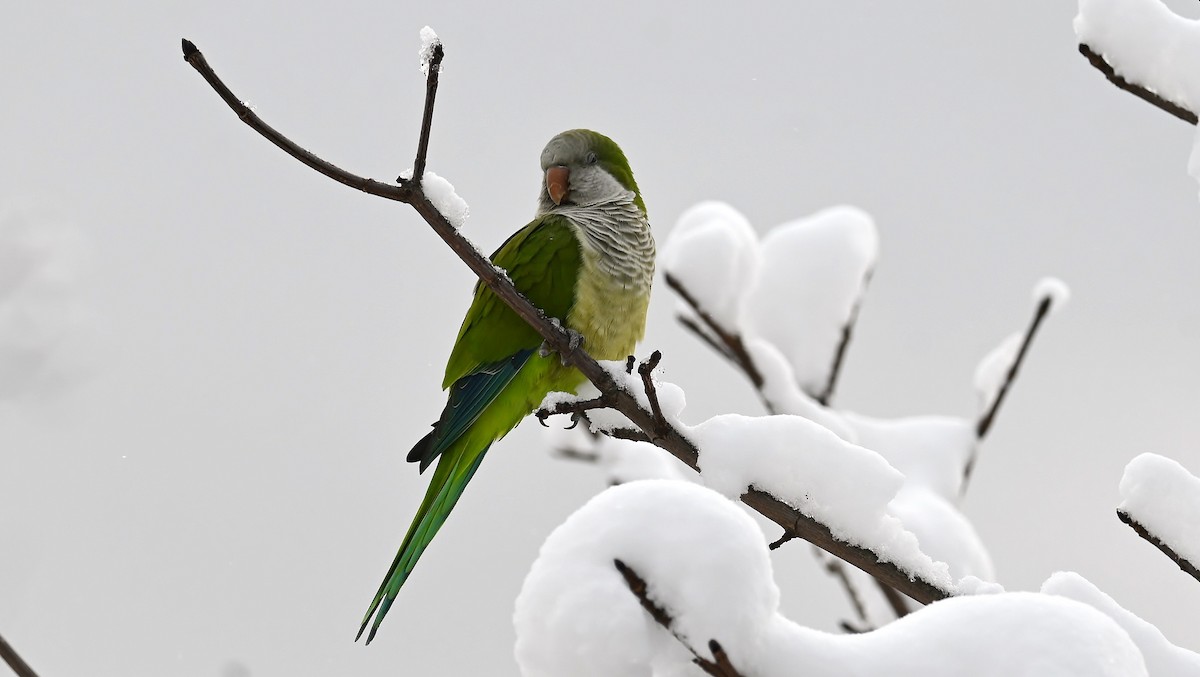 Mönchssittich - ML646924759