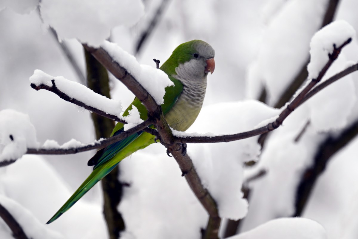 Mönchssittich - ML646924760