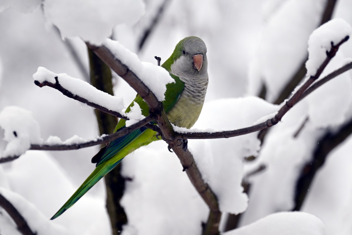 Mönchssittich - ML646924761