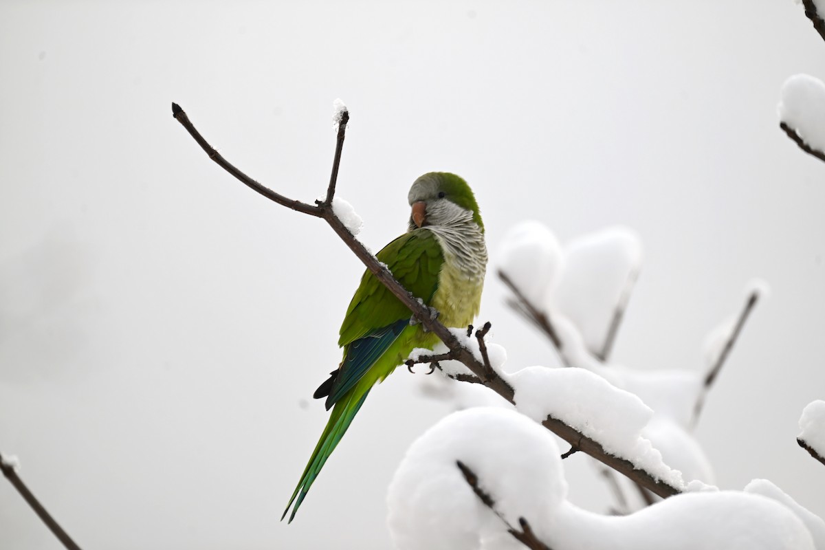 Mönchssittich - ML646924762