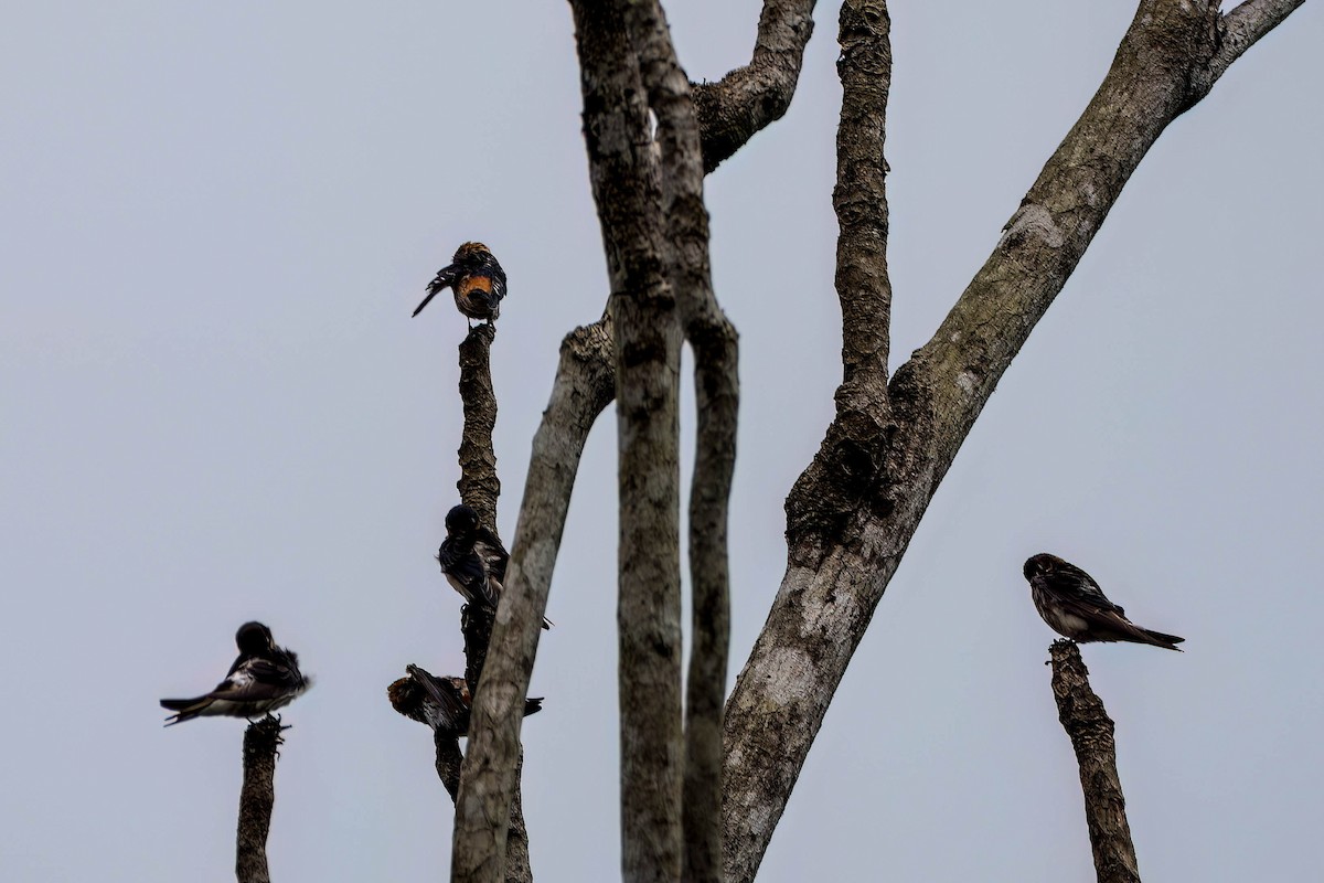 vlaštovka žíhaná - ML646924763