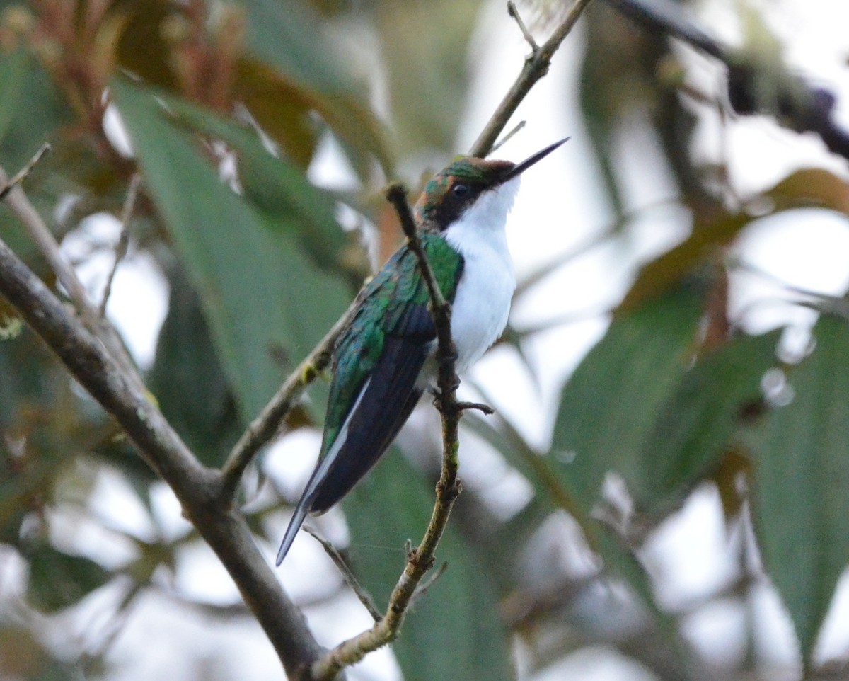 Purpurkron-Schmuckkolibri - ML646924764