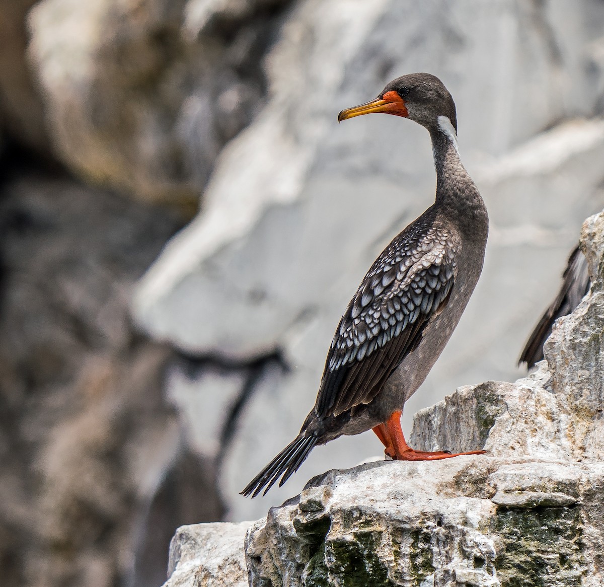 Red-legged Cormorant - ML646924765