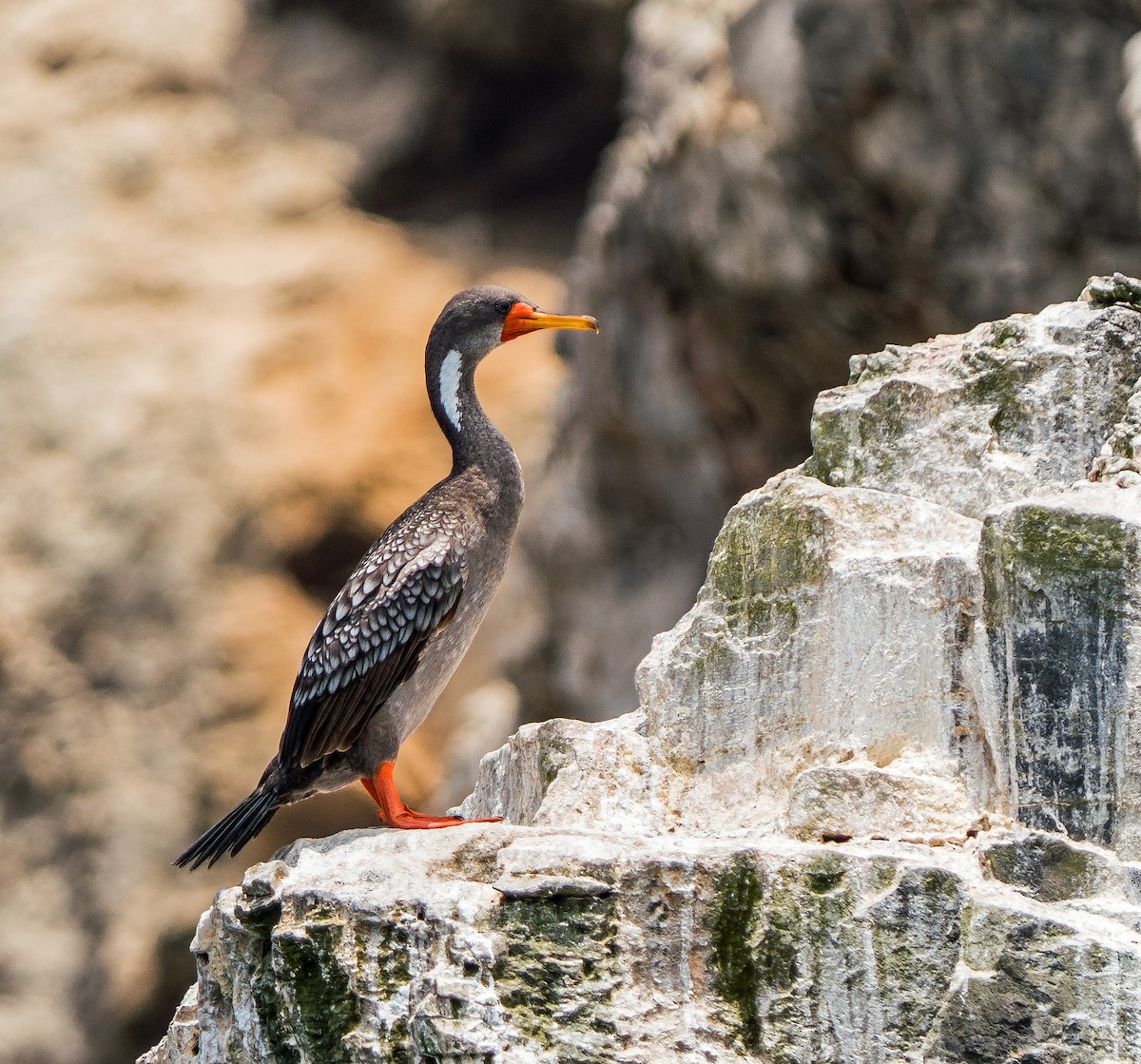 Red-legged Cormorant - ML646924766
