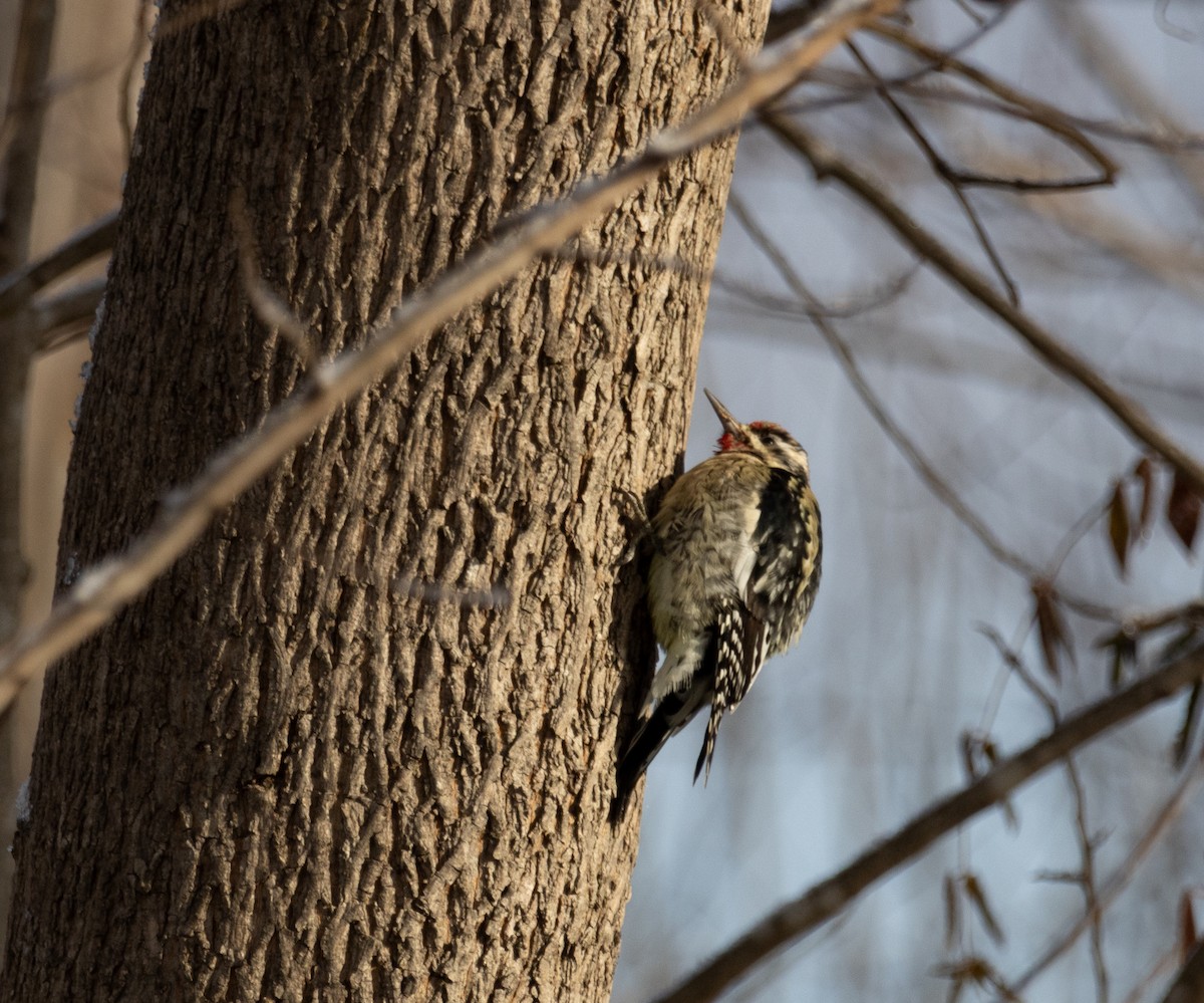 Yellow-bellied Sapsucker - ML646924767