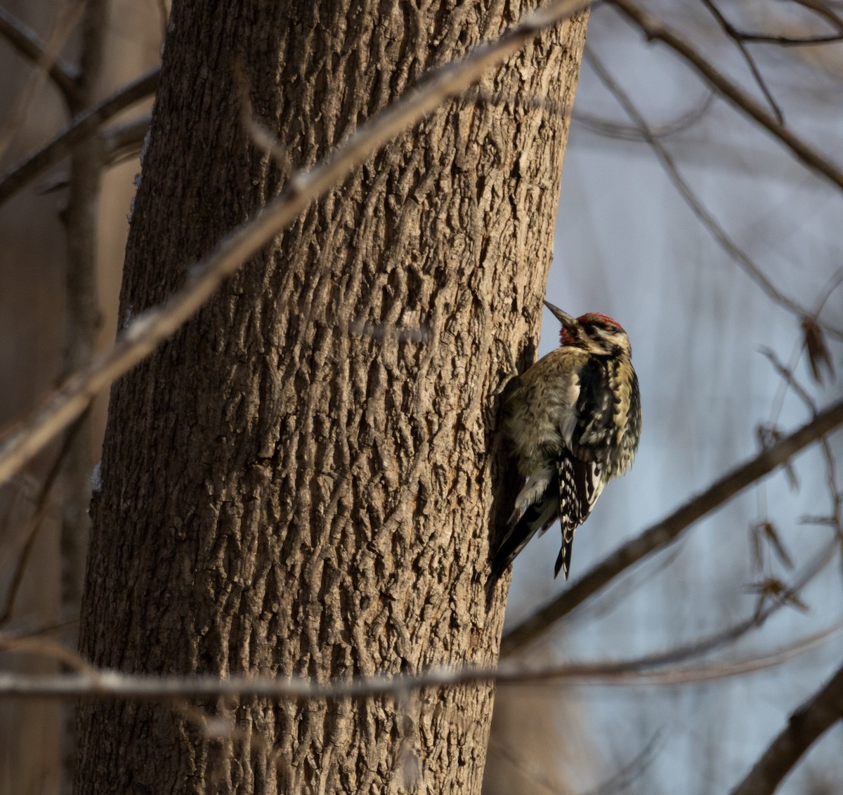 Yellow-bellied Sapsucker - ML646924768