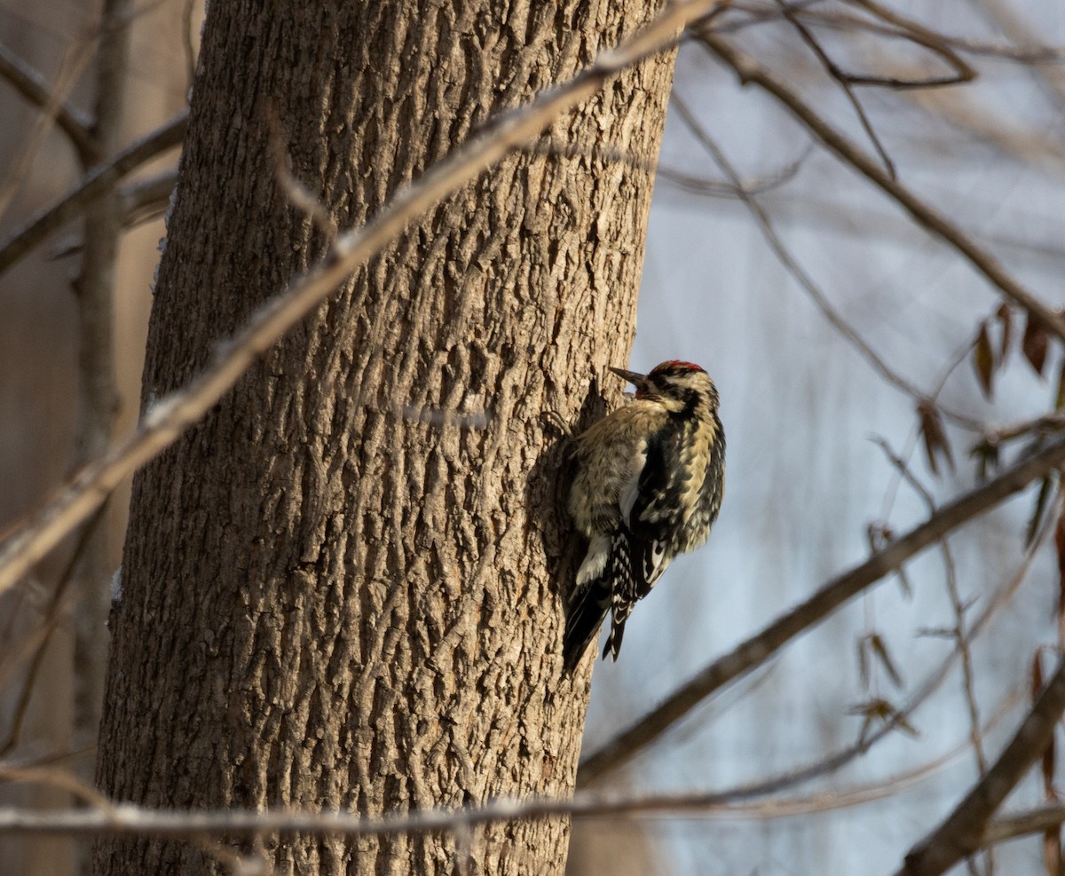 Yellow-bellied Sapsucker - ML646924769