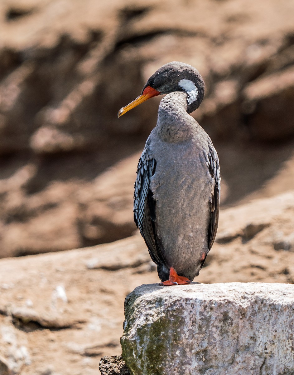 Red-legged Cormorant - ML646924770