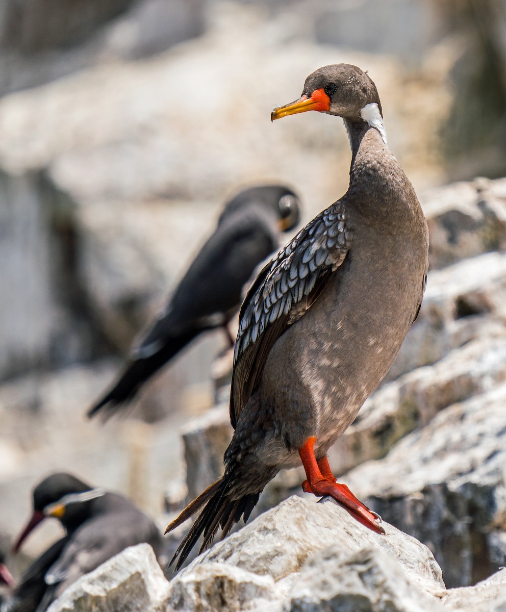 Red-legged Cormorant - ML646924771