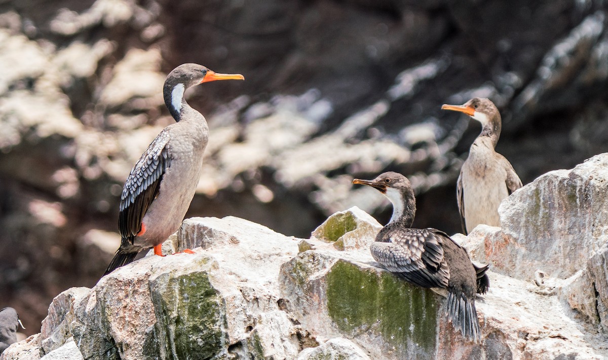 Red-legged Cormorant - ML646924772