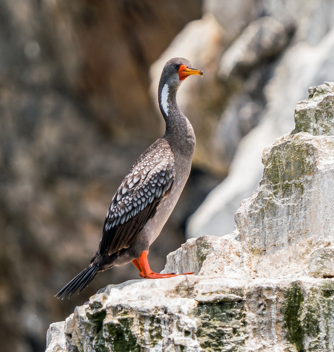 Red-legged Cormorant - ML646924773