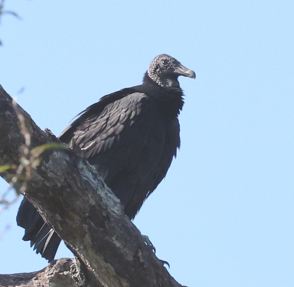 Black Vulture - ML646924775