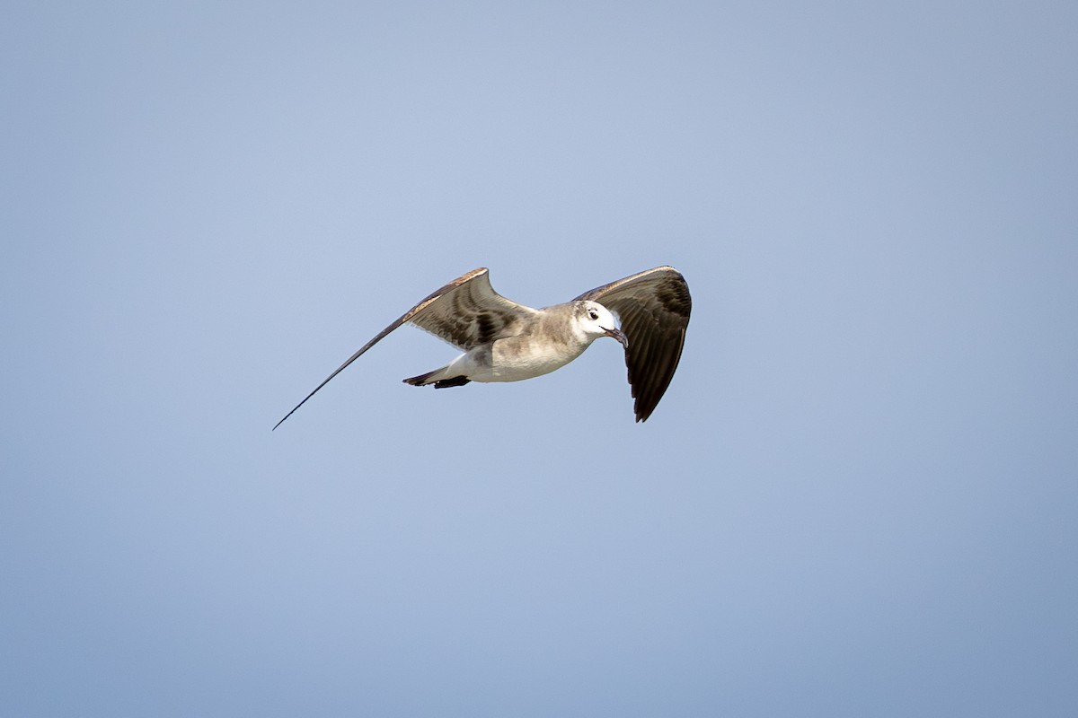 lattermåke - ML646924777