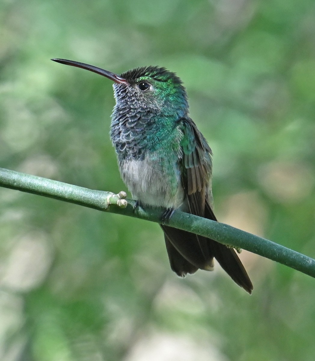 Honduran Emerald - ML646924778