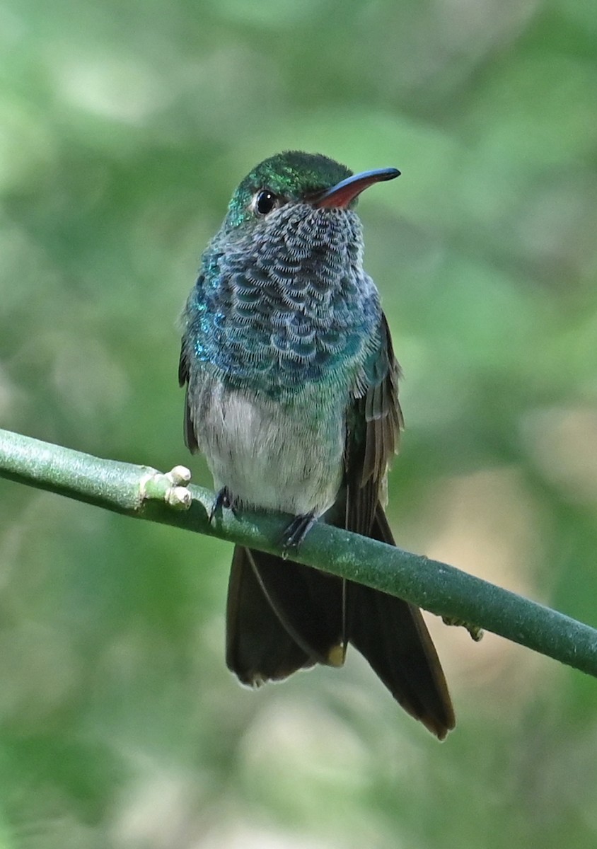Honduran Emerald - ML646924779